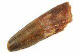 Fossil Spinosaurus Tooth - Real Dinosaur Tooth #346892-1